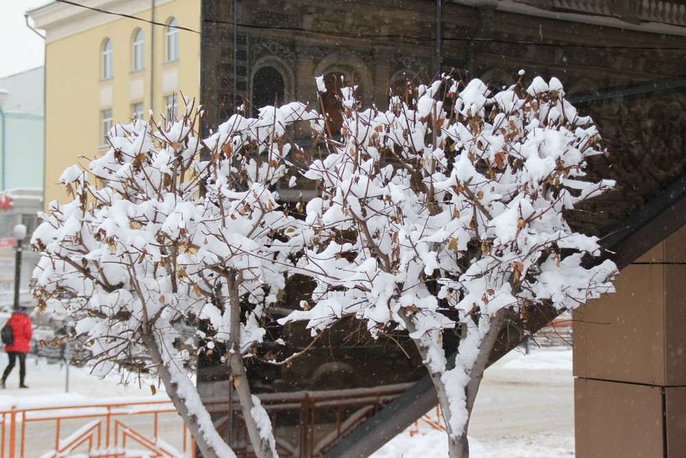 Иркутск зимой. Сильный Мороз в Иркутске. Деревья зимой в Иркутске какие. Зимний Иркутск февраль.