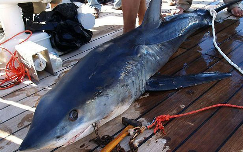 Нападение акул в шарм эль. Нападение акул в Египте 2010. Нападение акул в Шарм Эль Шейхе 2010.